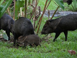 Wildlife in Costa Rica